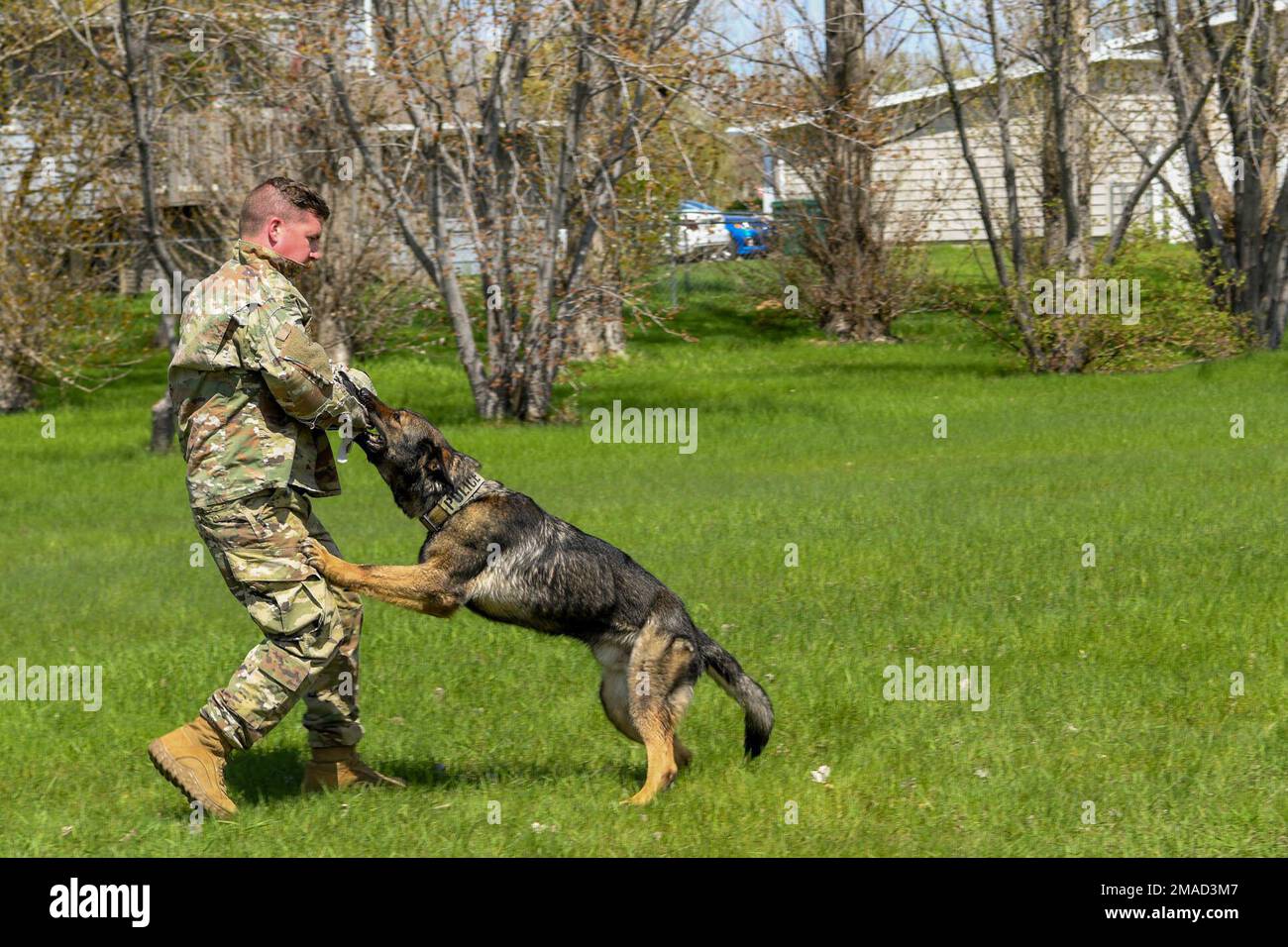 Staff Sgt Marshall Rains, 5th Security Forces Squadron dog handler, mostra la forza del loro cane militare di lavoro dimostrando un boccone takedown per un gruppo di bambini elementari alla scuola elementare Dakota, Minot Air Force base, North Dakota, 25 maggio 2022. L'addestramento per i cani da lavoro militari inizia quando hanno otto settimane ed è lungo cinque mesi. Foto Stock