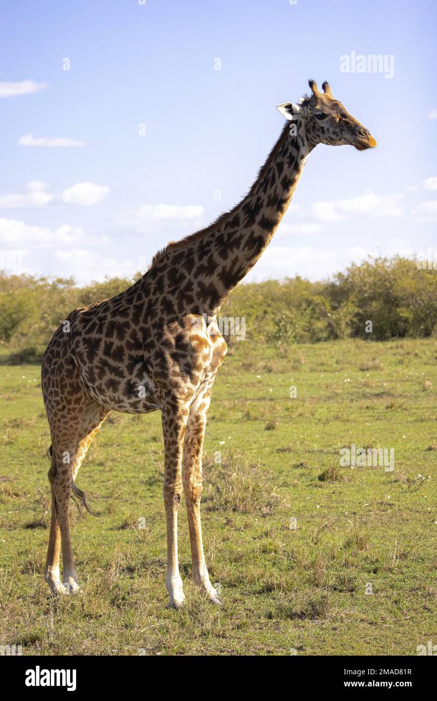 Le giraffe nel Masai Mara Foto Stock