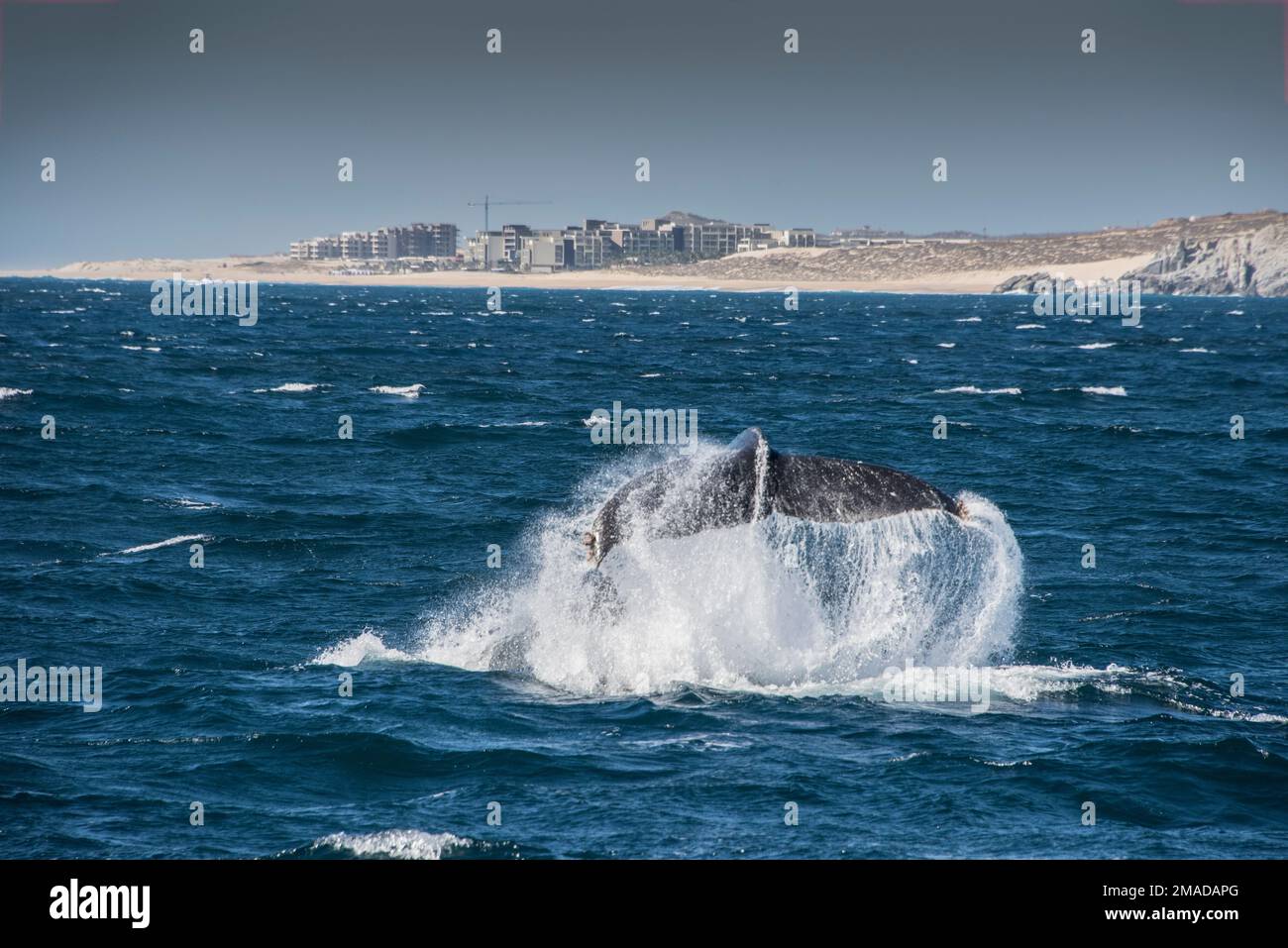 Balena rotta e ritorno in basso, coda che mostra sopra la superficie, Cabo San Lucas, Riviera messicana, Messico. Foto Stock