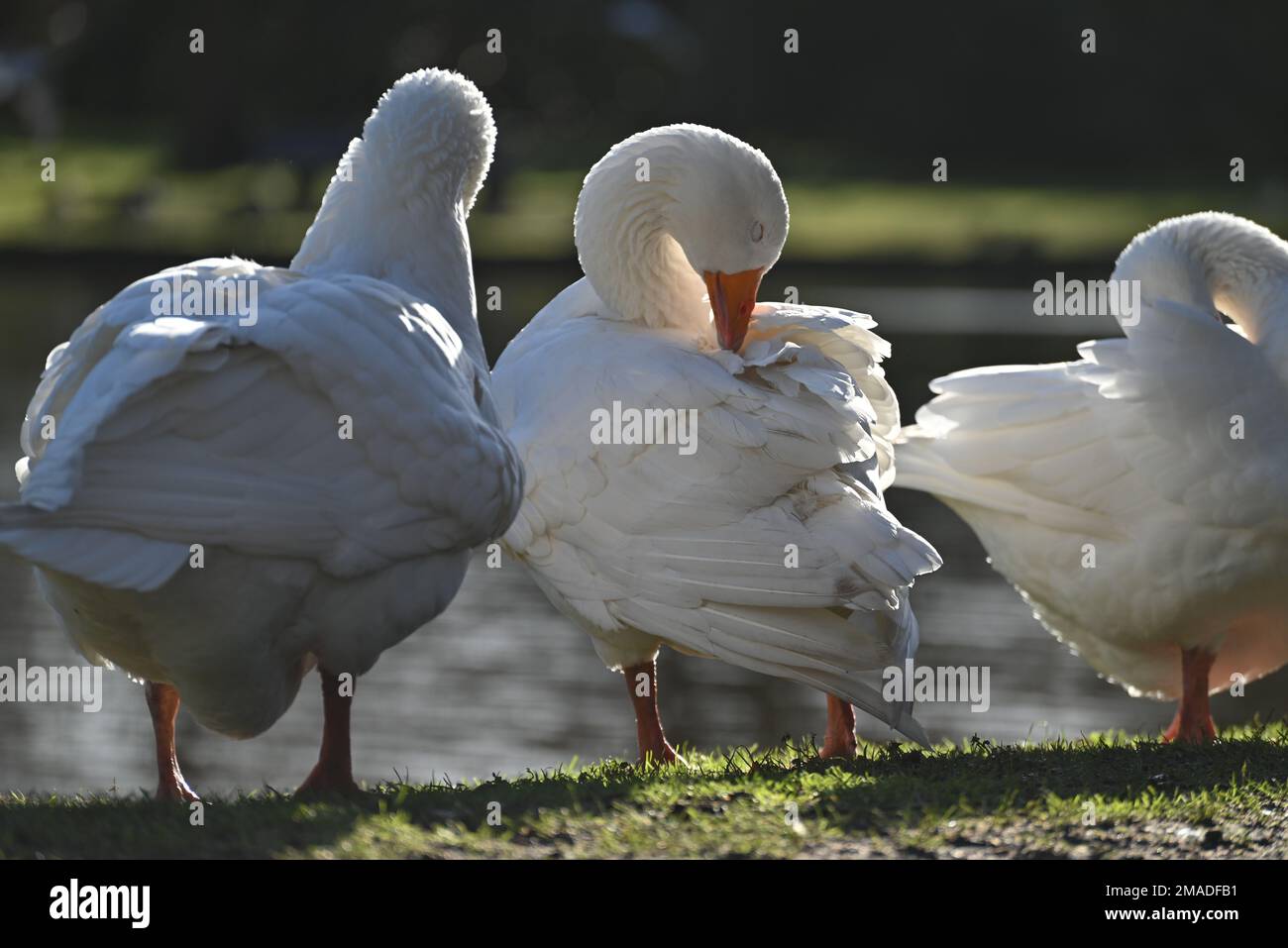 Oche bianche che governano le loro piume nel parco Foto Stock