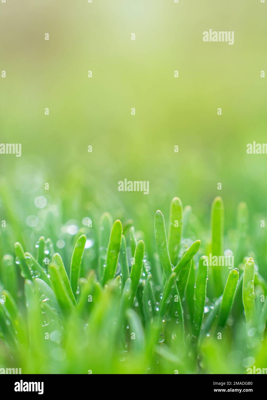Polygonum aviculare, kodgrass comune, kodweed prostrate, birdweed, pigweed e lowgrass. Giovani germogli di erba verde su sfondo verde. Molla Foto Stock