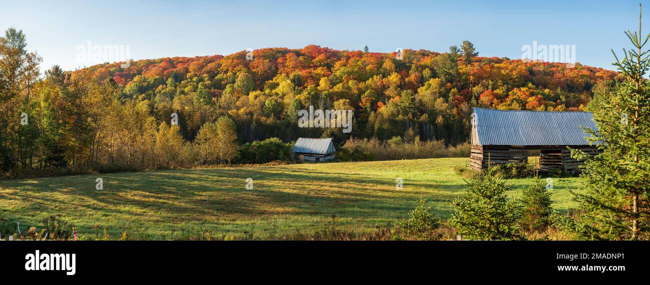 Fienili abbandonati e colori autunnali: Fienili e annessi in disuso circondati dai colori autunnali delle colline che compongono il bosco occidentale del Quebec. Foto Stock