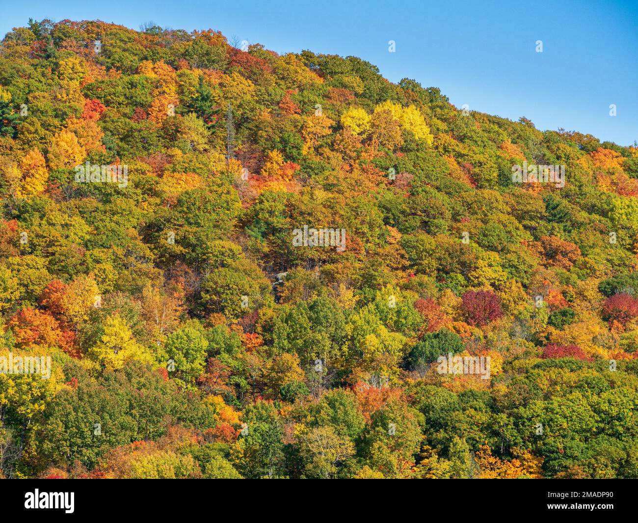 Arazzo di foglie immagini e fotografie stock ad alta risoluzione - Alamy