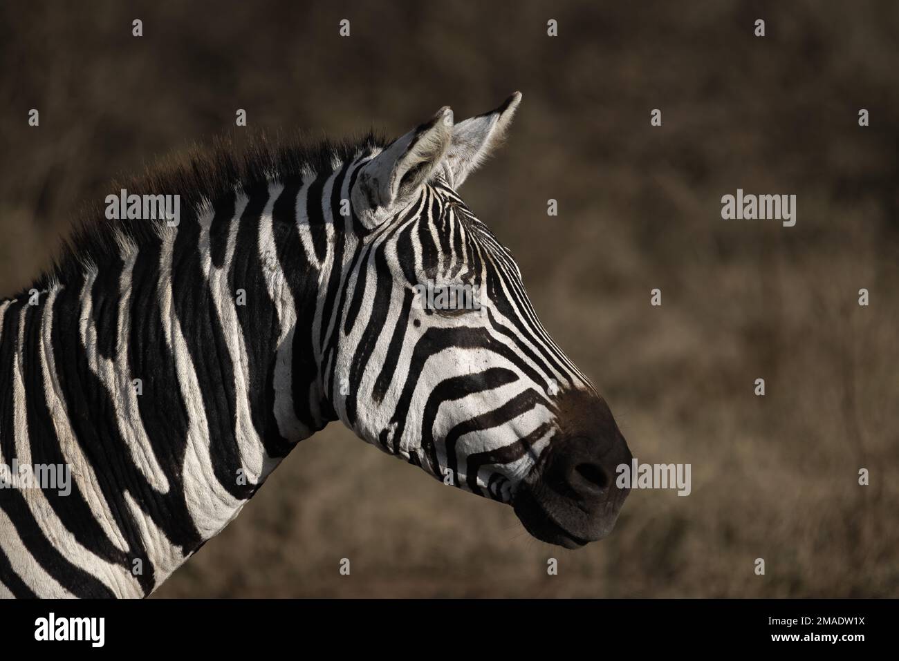 La testa di una zebra Foto Stock