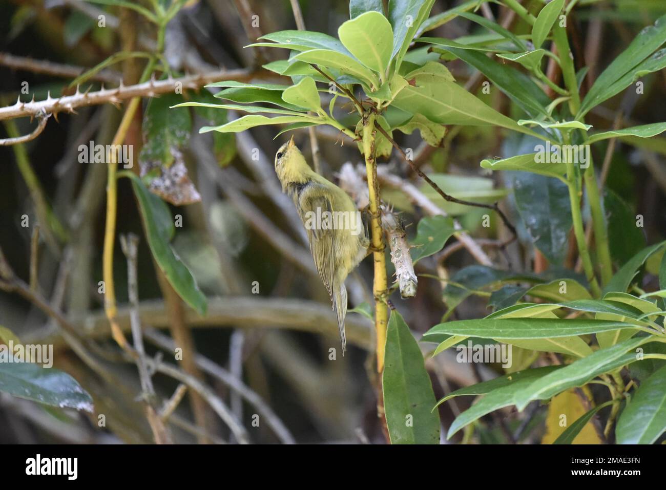 Willow Warbler (Phylloscopus trophilus) afferrando un ramo verticale nel profilo destro, testa allungata in su Probing sotto ramo frondoso nel mese di luglio, Regno Unito Foto Stock