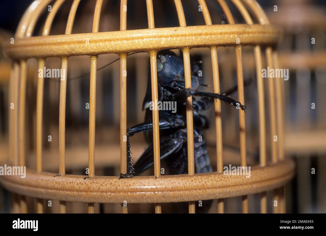 Cina, Shanghai, il mercato dei fiori, degli uccelli e degli insetti, una cavalletta in una gabbia splendidamente fatta, presumibilmente per essere tenuto come un 'animale domestico' per 'è 'al'. Foto Stock