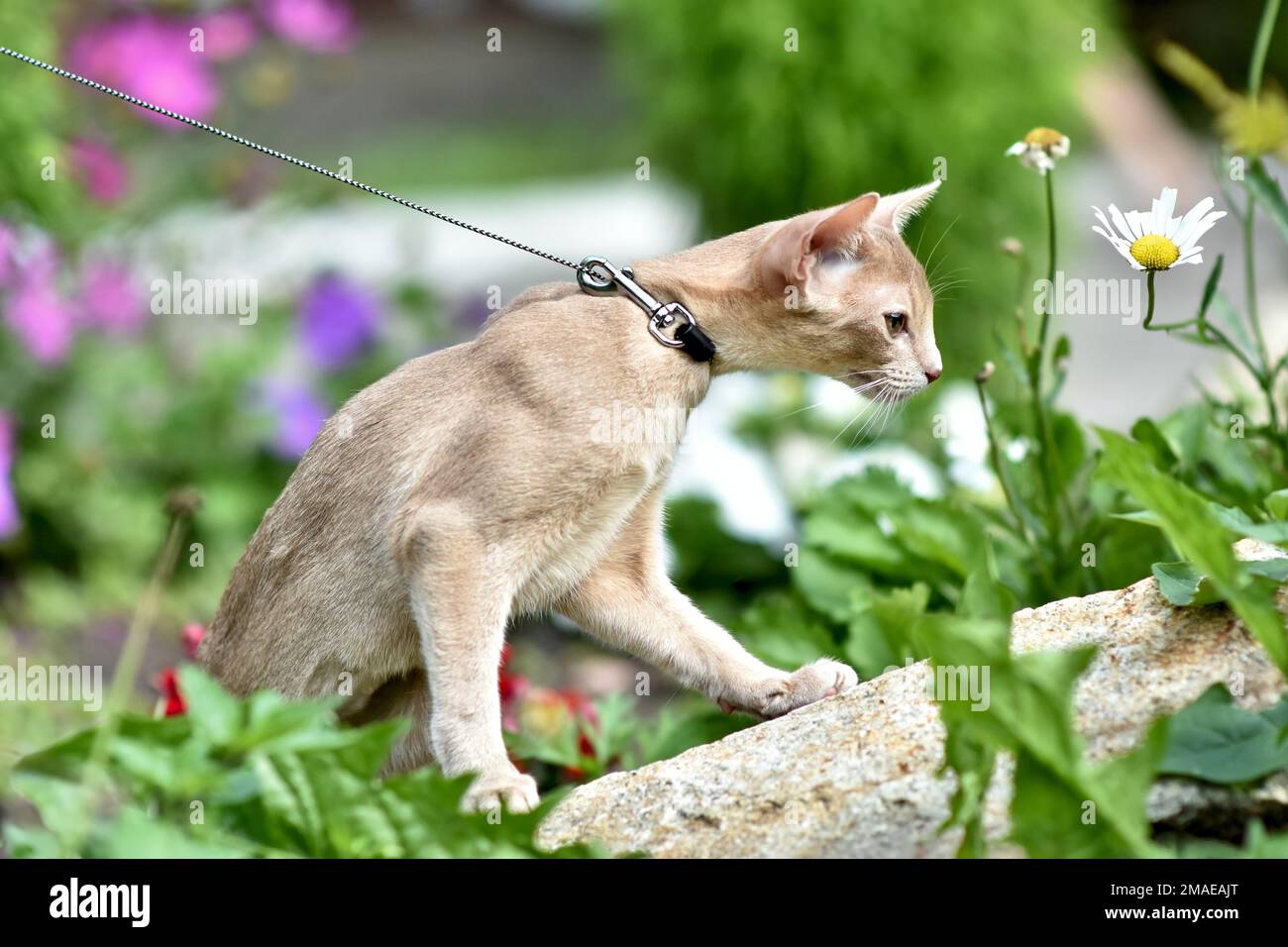 Giovane gatto Abissiniano colore Faun con un guinzaglio che cammina intorno al cortile. Gatto carino in imbracatura seduto sul prato. Animali domestici che camminano all'aperto, avventure on th Foto Stock
