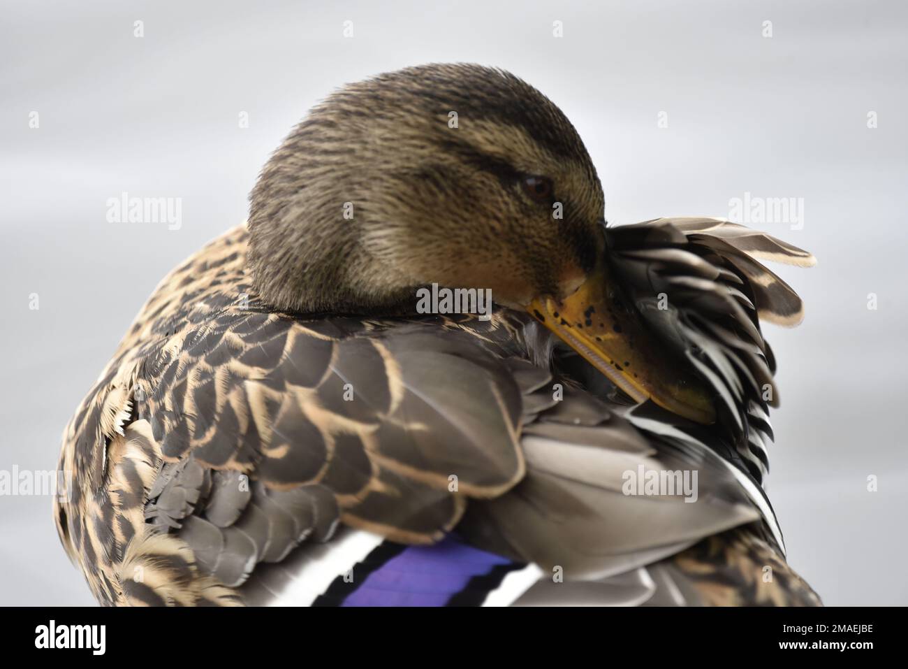 Primo piano, Top Half Right-Profile Ritratto di una femmina Mallard (Anas platyrhynchos) che predica le piume contro uno sfondo blu in Galles nel mese di luglio Foto Stock