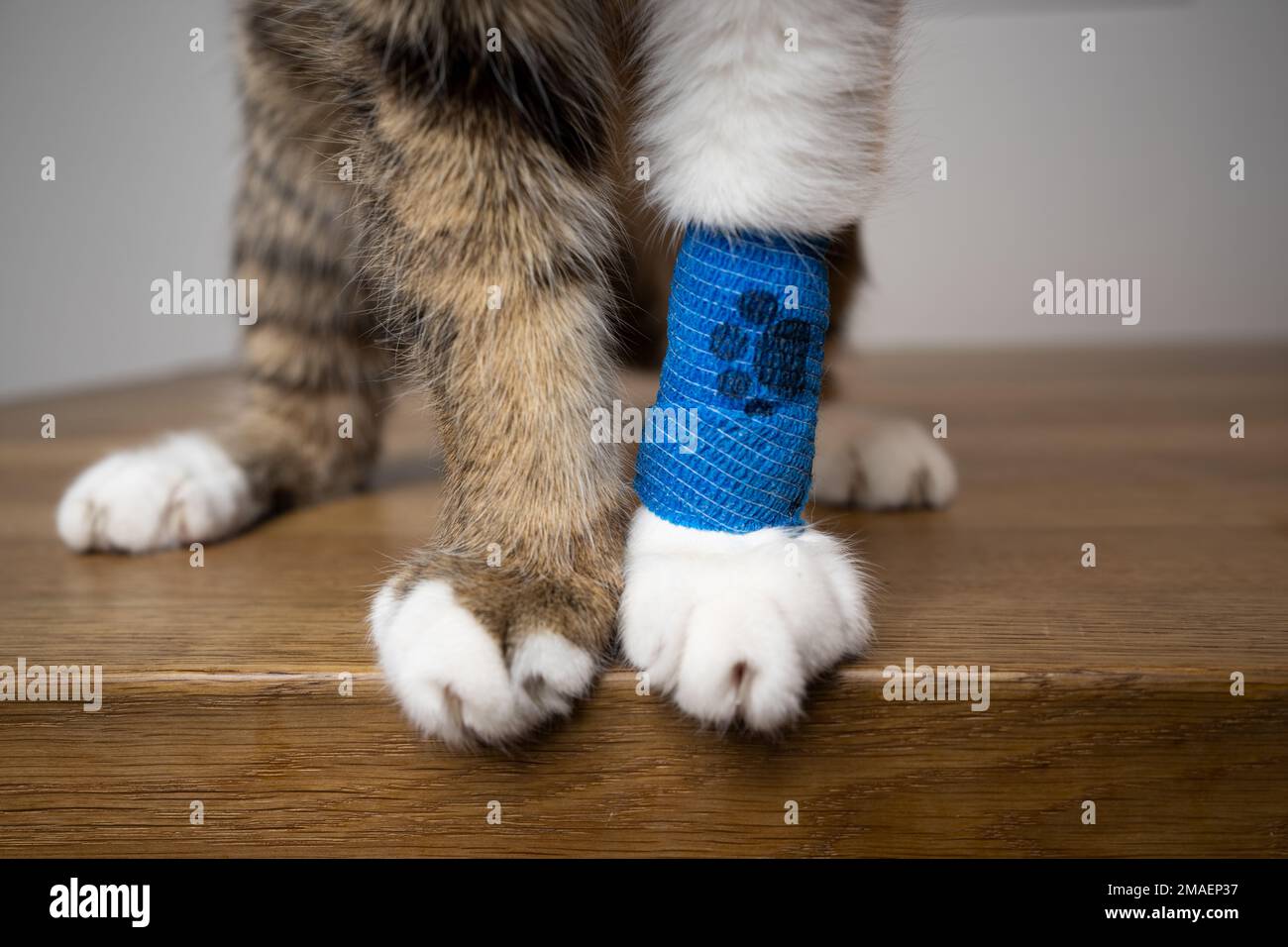 Zampe di gatto lanuginoso con bendaggio medico blu dopo la visita del  veterinario, copia spazio Foto stock - Alamy