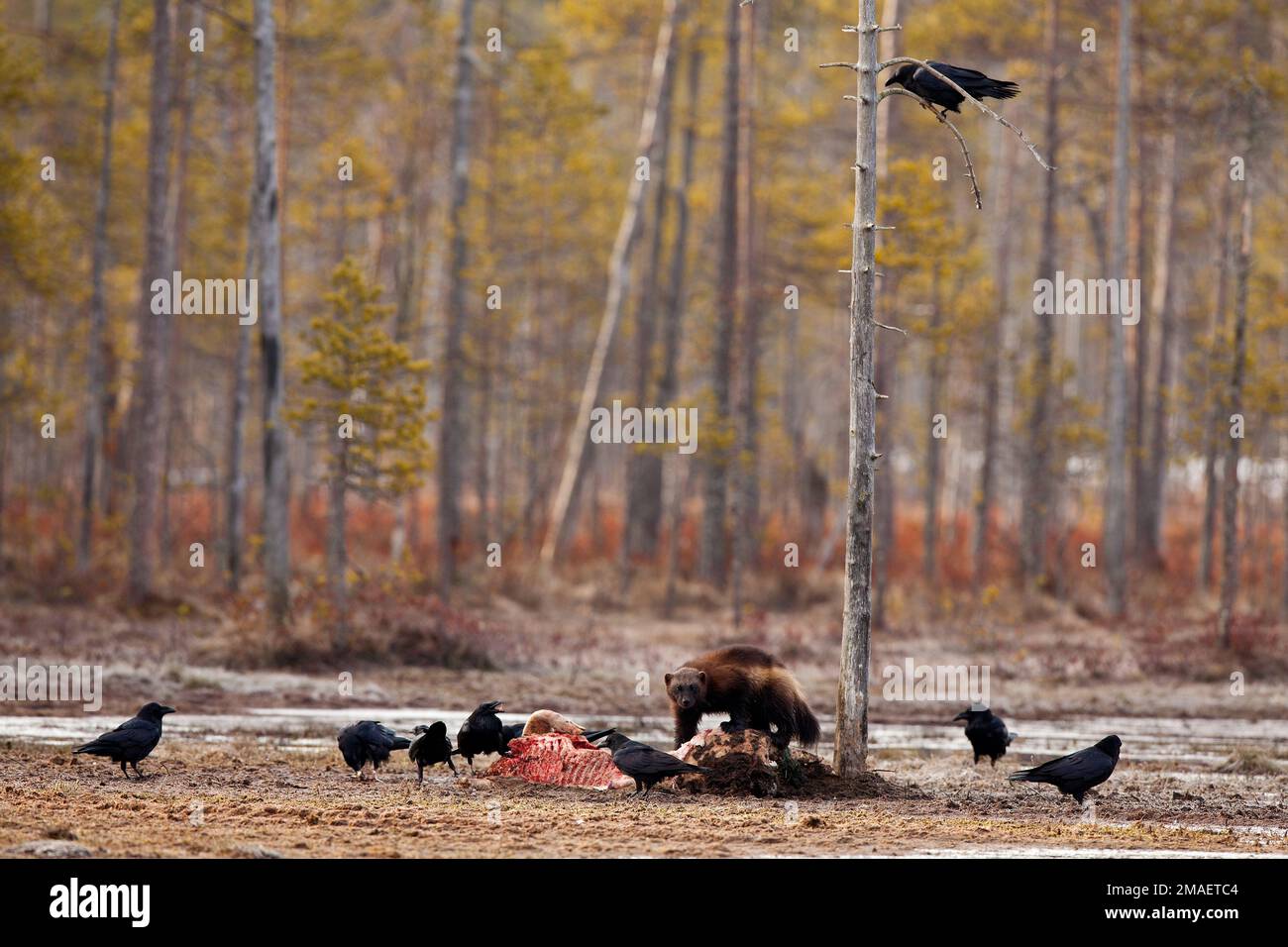 Un gruppo di corvi e un wolverine che mangia un animale morto nella foresta Foto Stock