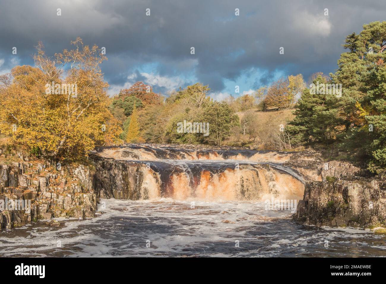 Il sole molto forte e i colori autunnali mettono in risalto un fiume gonfio Tees a Low Force Waterfall in una giornata trascorsa. Foto Stock