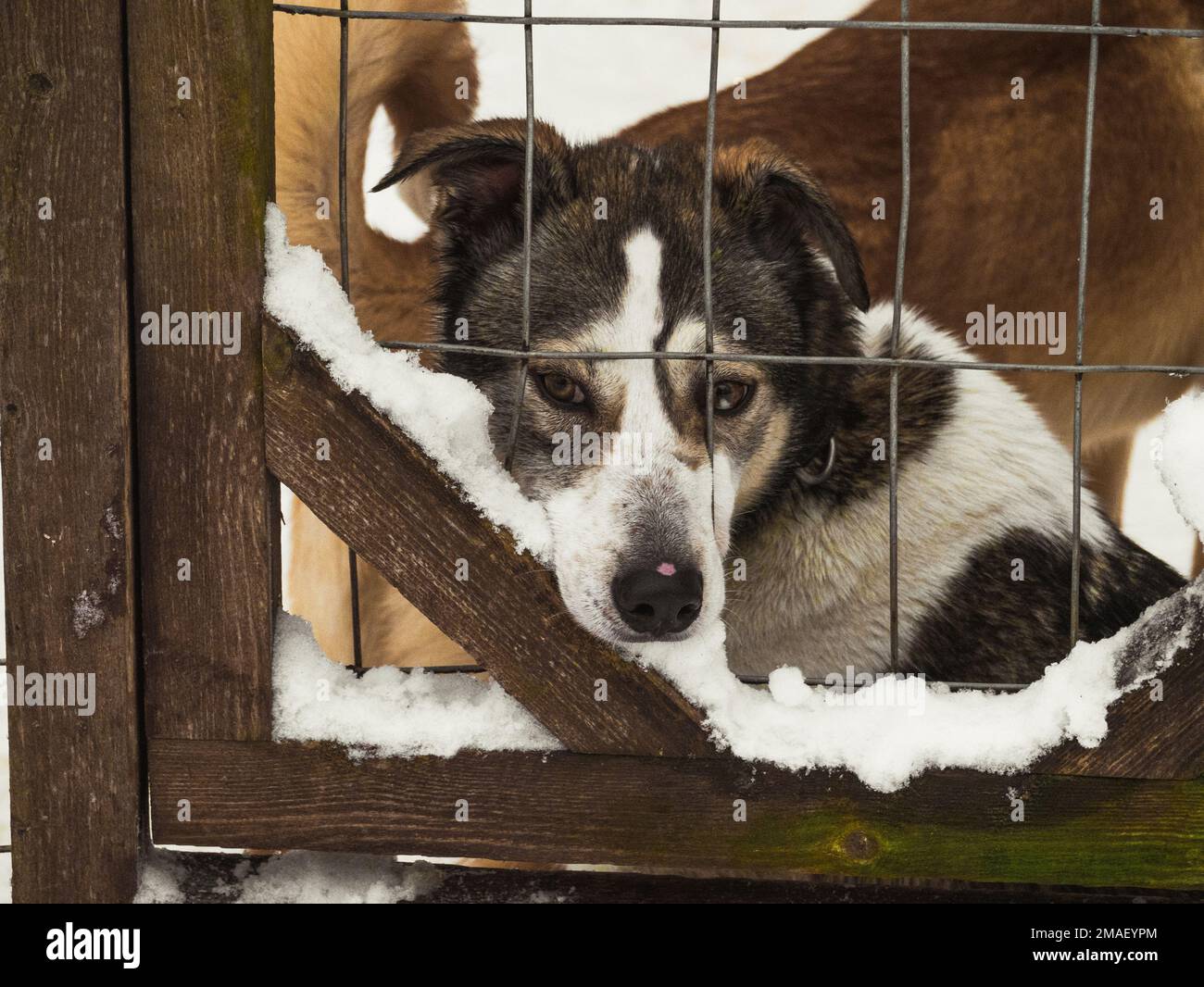 Triste cane Husky bloccato in una gabbia guardando la telecamera. Foto Stock
