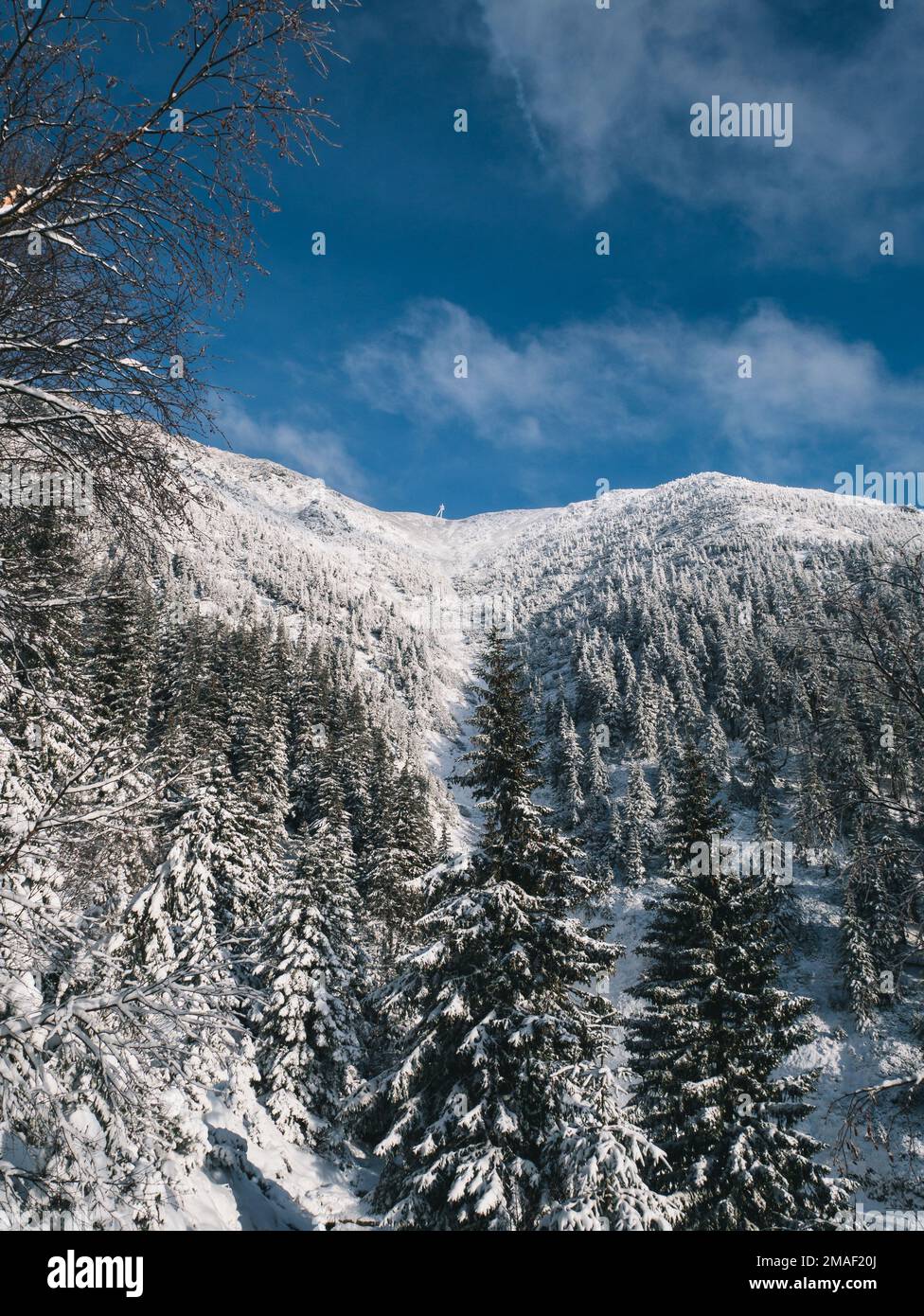 Neve paesaggio invernale e alberi sulla strada per Sněžka, Repubblica Ceca. Foto Stock