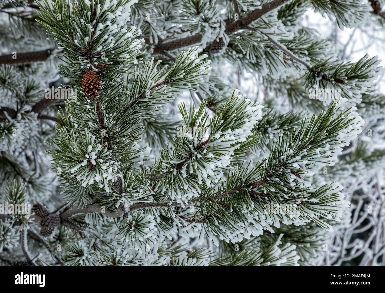 WA22936-00...WASHINGTON - Pine ghiacciate e innevate, situate lungo la pista da sci di fondo Nason Ridge vicino al Lake Wenatchee state Park. Foto Stock