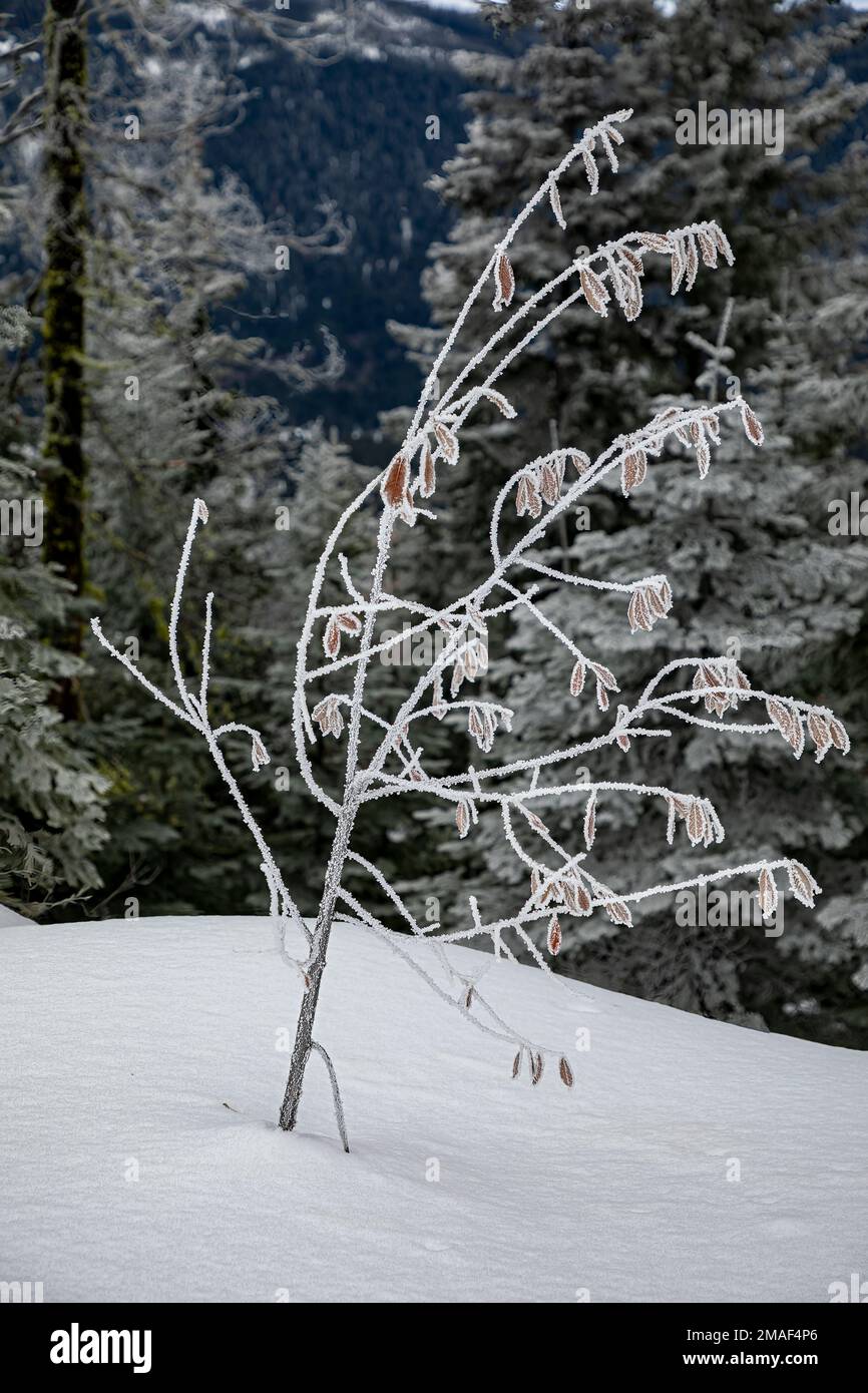 WA22938-00...WASHINGTON - albero coperto di cristalli di ghiaccio lungo il Nason Ridge Loop Trail. Foto Stock