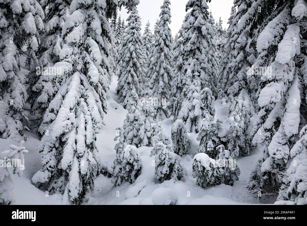 WA2294!-00...WASHINGTON - alberi ricoperti di neve su una collina nelle Cascades centrali, parte della foresta nazionale di Okanogan-Wenatchee. Foto Stock