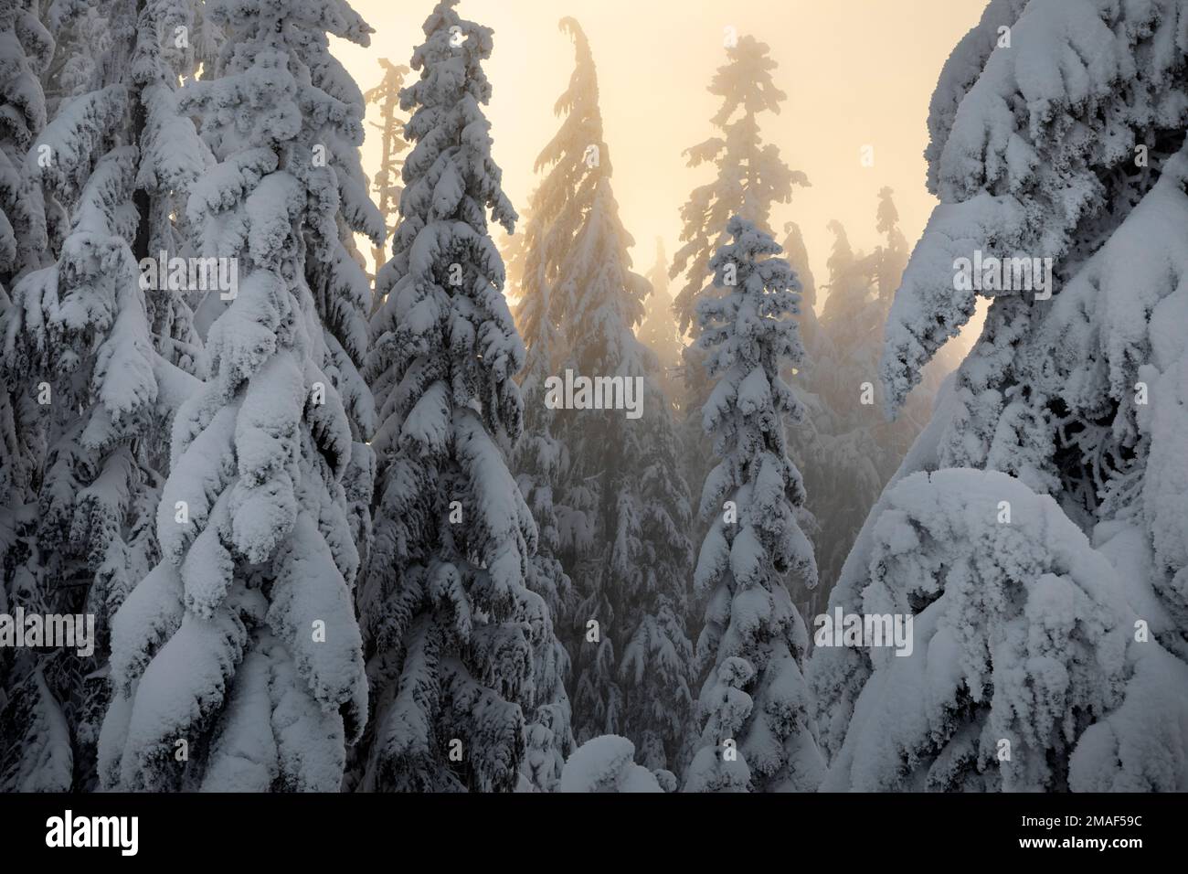 WA22952-00...WASHINGTON - luce del tardo pomeriggio che splende attraverso alberi innevati nelle Montagne Cascade Centeral di Washington; Okanogan - Wenatchee Nat Foto Stock