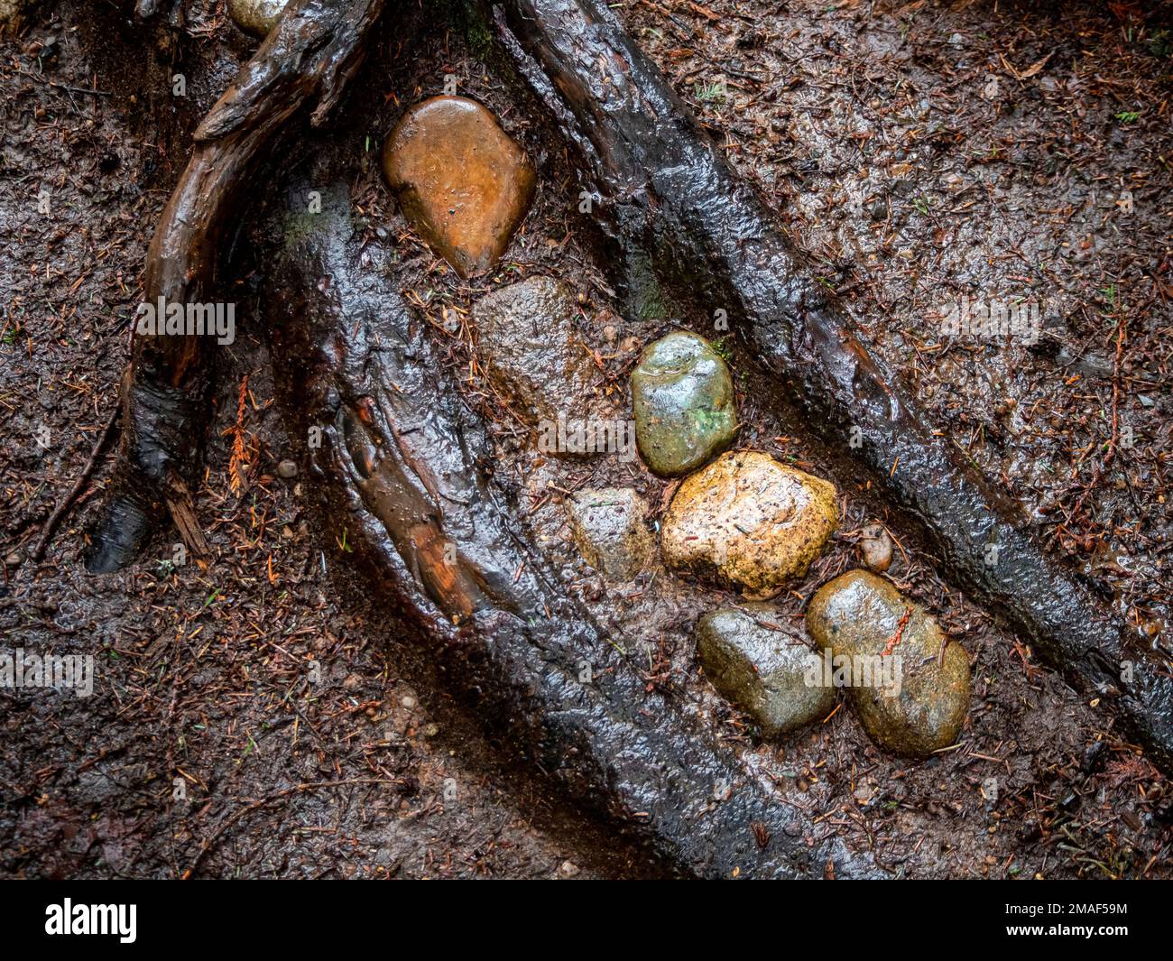 WA22954-00...WASHINGTON - rocce colorate racchiuse tra le radici lungo il sentiero principale nella Pleasure Valley Conservation Area. Foto Stock