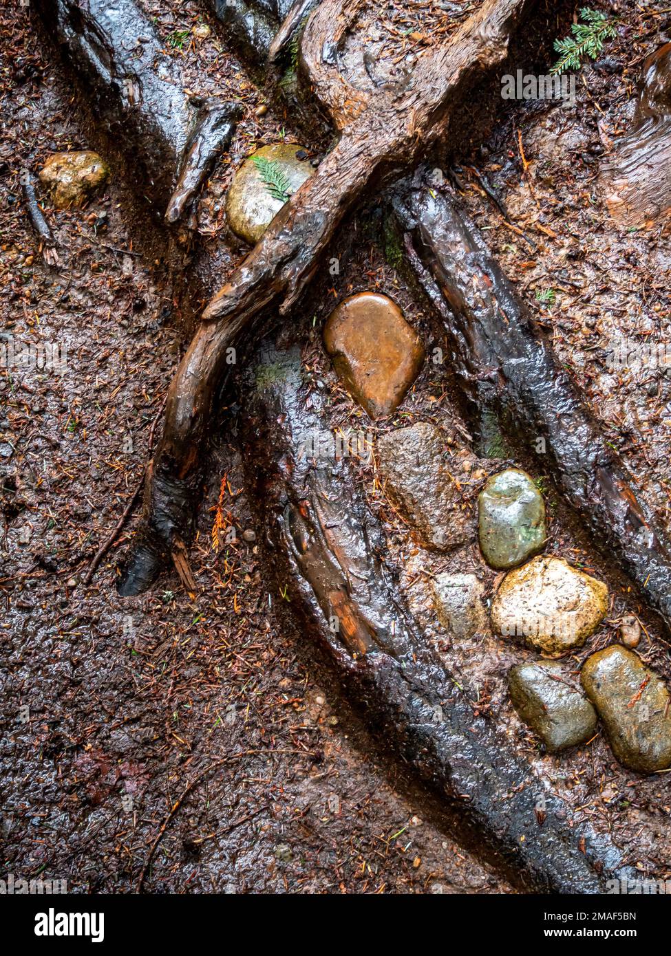 WA22955-00...WASHINGTON - rocce colorate racchiuse tra le radici lungo il sentiero principale nella Pleasure Valley Conservation Area vicino a Woodinville. Foto Stock