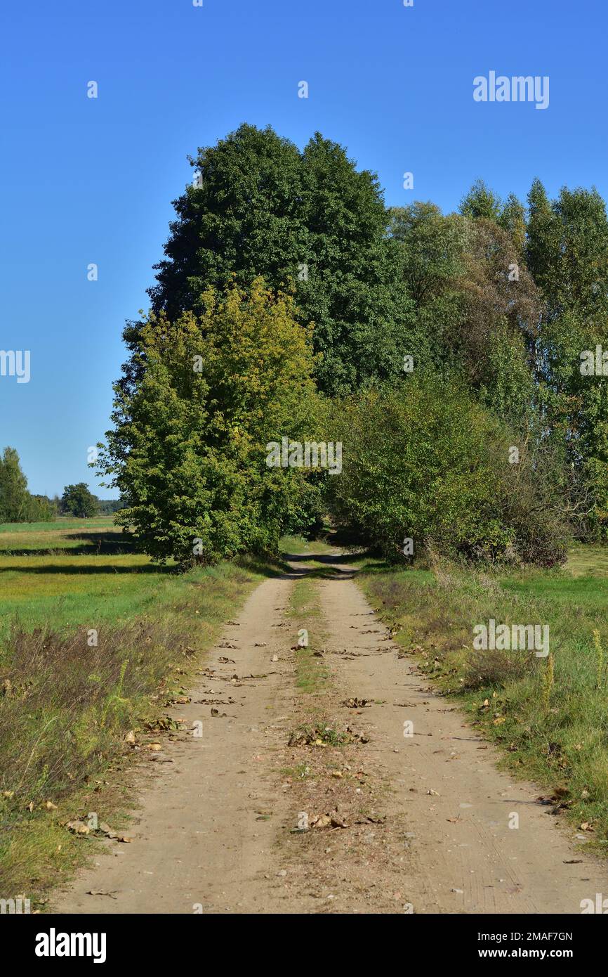 Una strada sterrata e sabbiosa tra prati e campi conduce direttamente all'ombra degli alberi in una giornata calda. Foto Stock