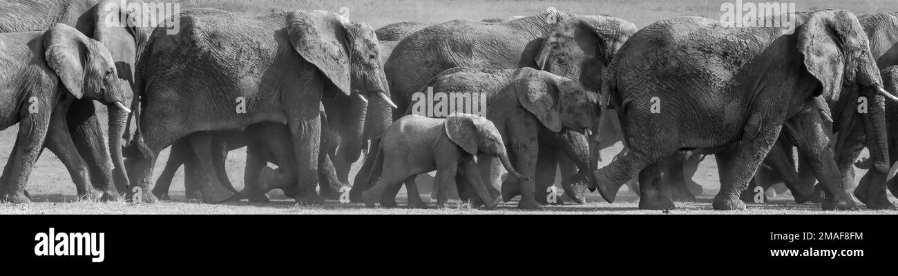 Una sfilata di elefanti che marciano nella savana africana secca e polverosa in Tanzania. Foto Stock
