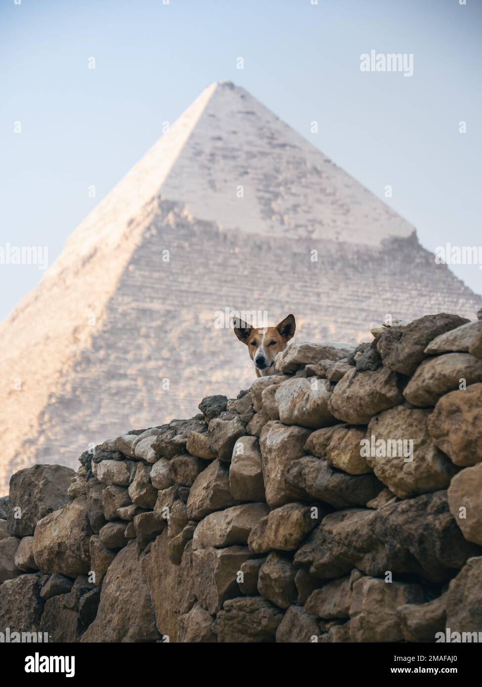 Un cane in primo piano della Piramide Cheops, a Giza, il Cairo, Egitto. Foto Stock