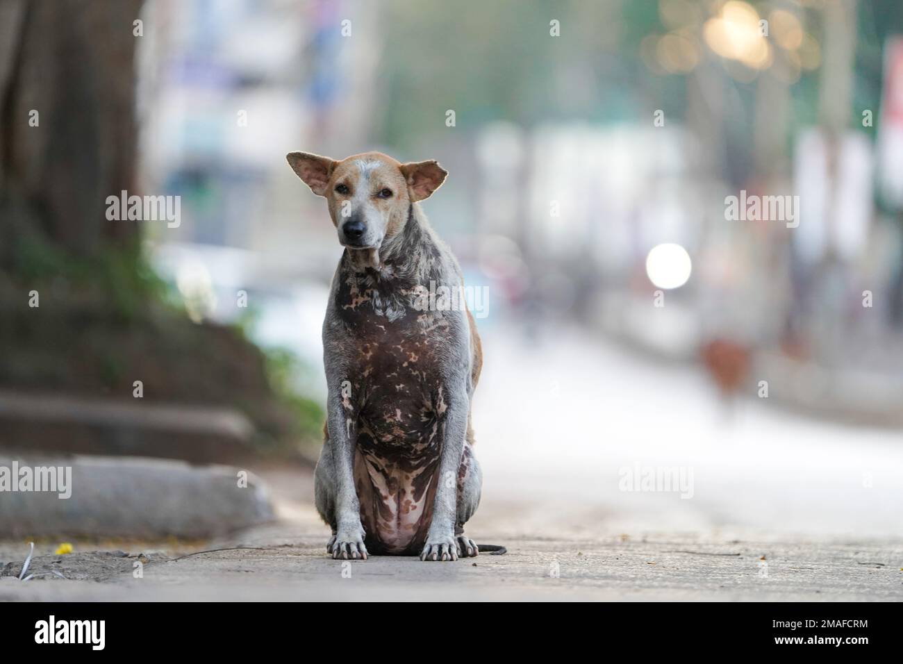 Primo piano di cani da strada seduti sulla strada, il cane da strada indiano ha malattie della pelle, il cane da strada indiano malato della pelle in piedi sulla strada e guardando la macchina fotografica, Foto Stock