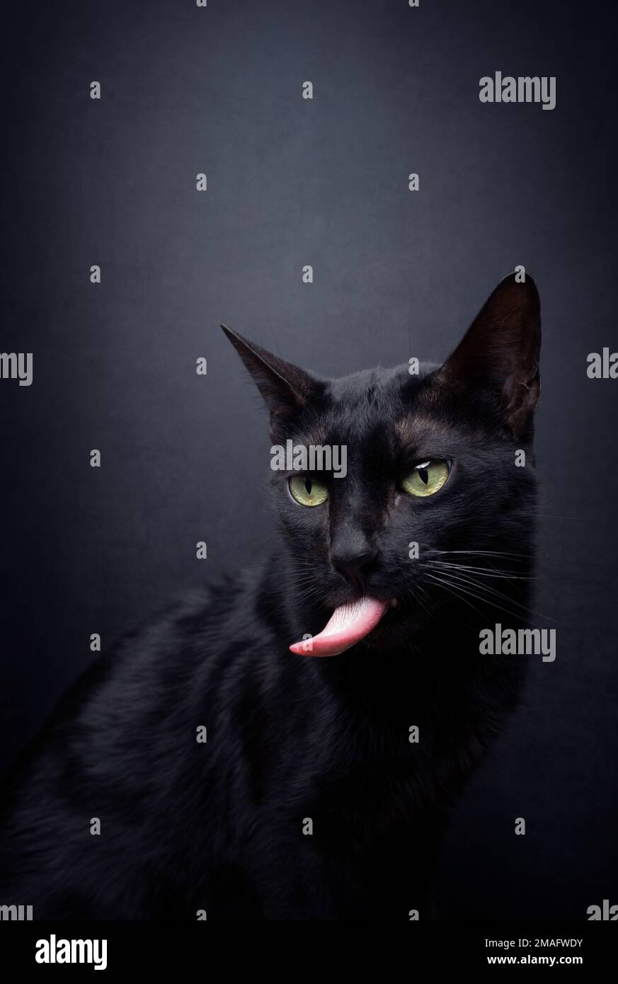 gatto nero malvagio che si stacca la lingua lunga su sfondo nero con spazio di copia Foto Stock