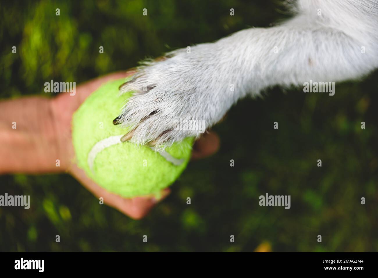 Mano umana che tiene palla da tennis e zampa di cane in cima. Concetto di amicizia e legame con l'animale domestico Foto Stock