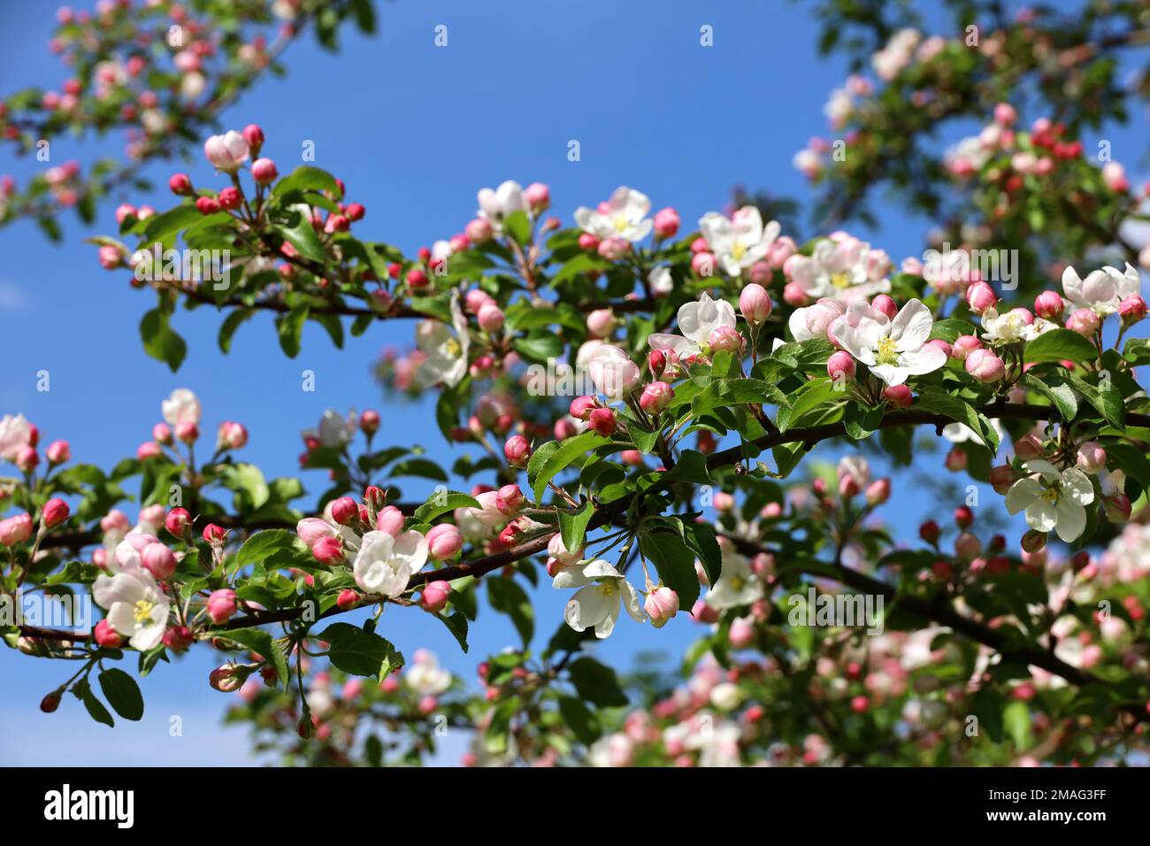 Fioritura di mele su un ramo in giardino di primavera nelle giornate di sole. Germogli rosa con foglie verdi su sfondo blu cielo Foto Stock