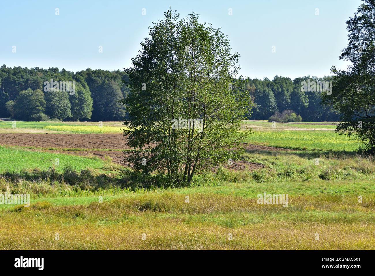 Alberi in un campo aperto tra prati in una calda giornata estiva. Foto Stock