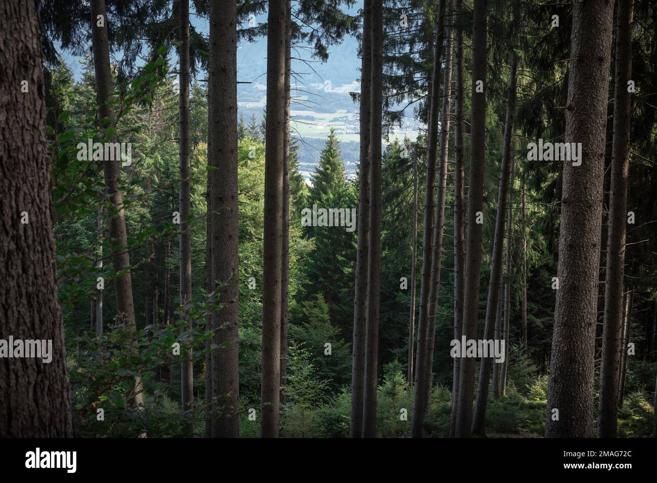 Alberi della foresta, vista attraverso una fitta foresta di pini verso lontano terreno agricolo nella valle dell'Inn vicino a Innsbruck, Austria Foto Stock