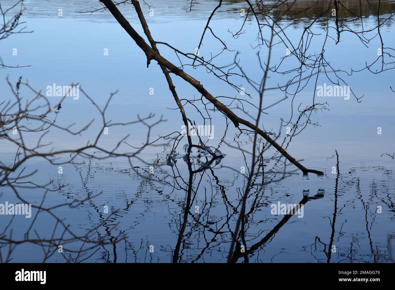 Tree Branch tuffandosi in lago parzialmente congelato Foto Stock