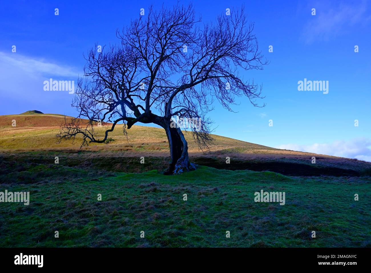 Il Frudy Tree Glendevon Perthshire Foto Stock