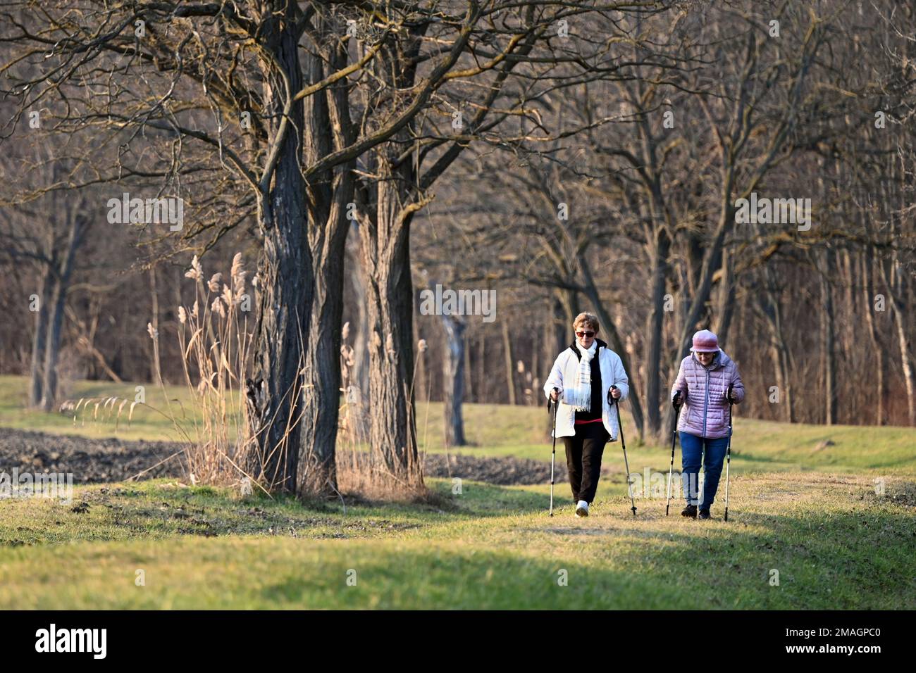 Ohrady, Dunajská Streda, Slovacchia - 7 gennaio 2023: Due donne anziane si divertono a fare nordic walking in campagna in inverno Foto Stock