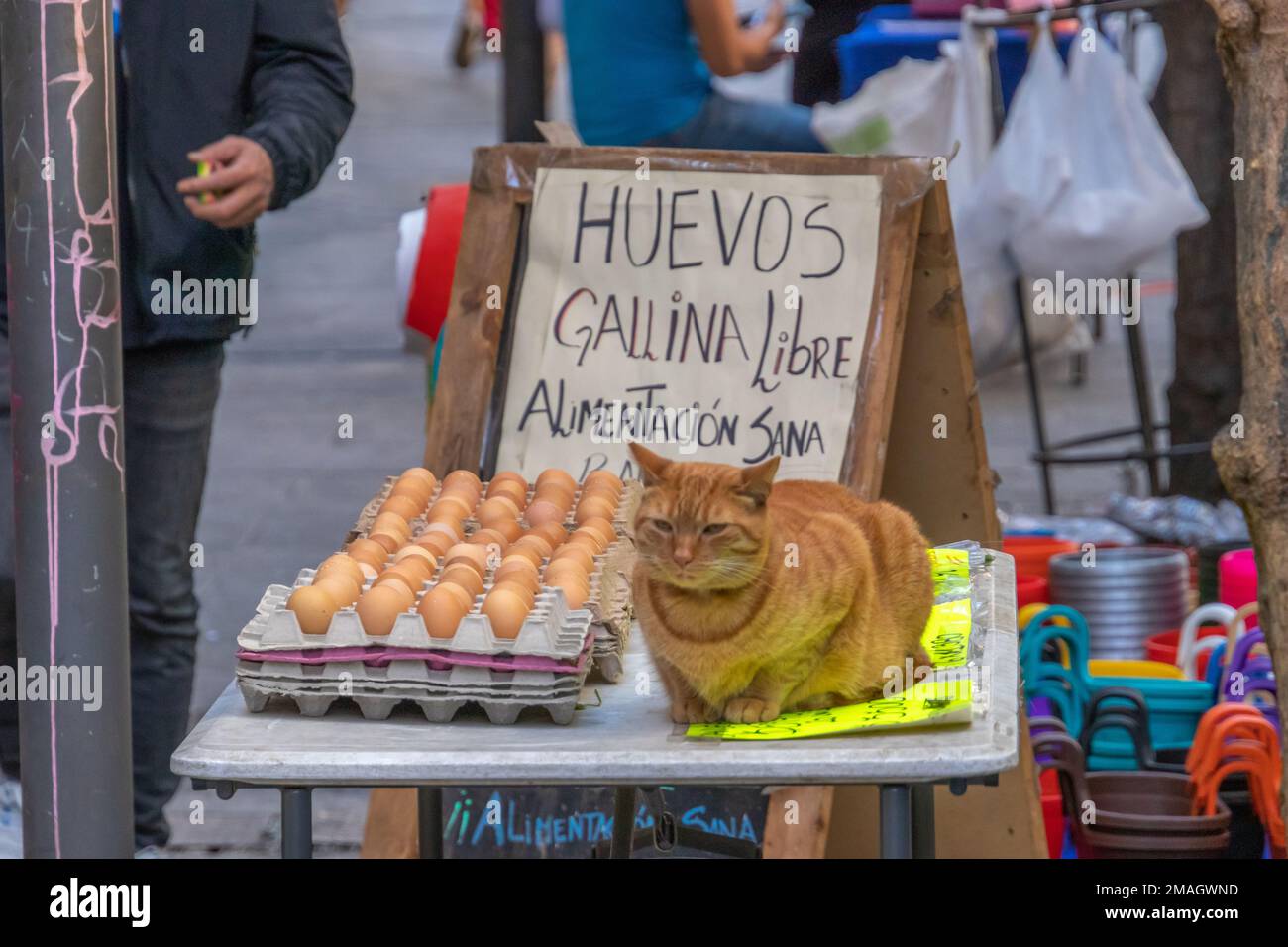 Valparaiso, Cile - 5 dicembre 2022: Gatto in piedi vicino a un mazzo di egga venduto sulla strada a Valparaiso Foto Stock