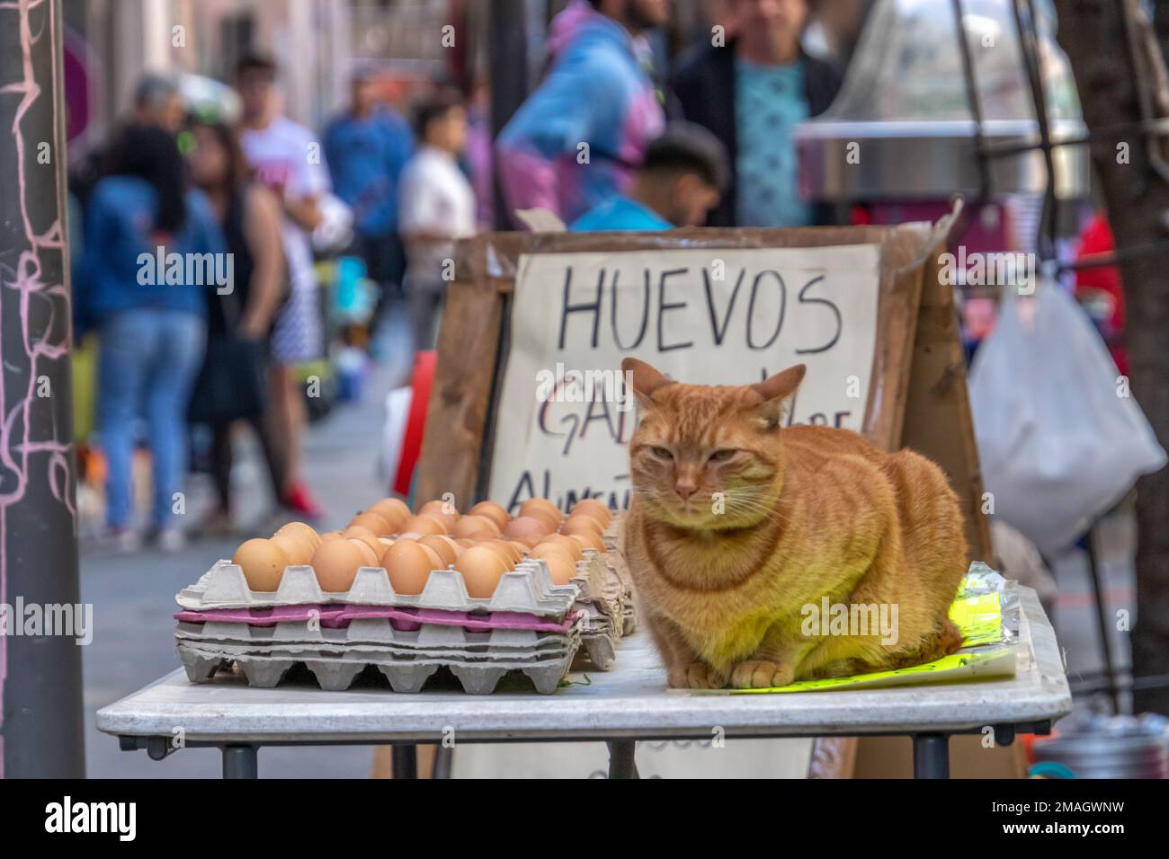 Valparaiso, Cile - 5 dicembre 2022: Gatto in piedi vicino a un mazzo di egga venduto sulla strada a Valparaiso Foto Stock