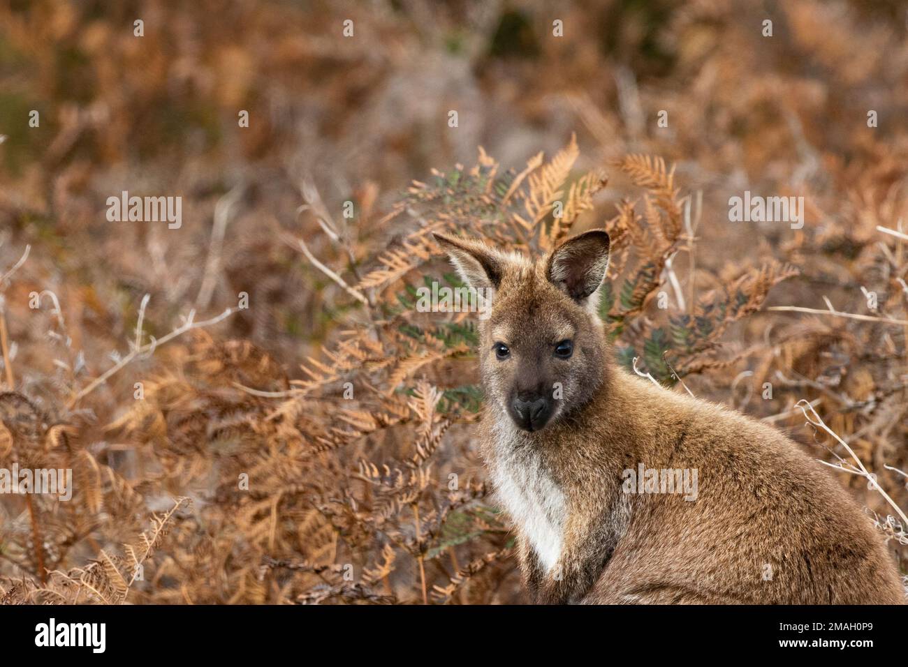 Bella, endemica, wallaby selvaggio si trasforma alerticamente in ambiente naturale del Parco Nazionale di Narawntapu in Tasmania, Austalia Foto Stock