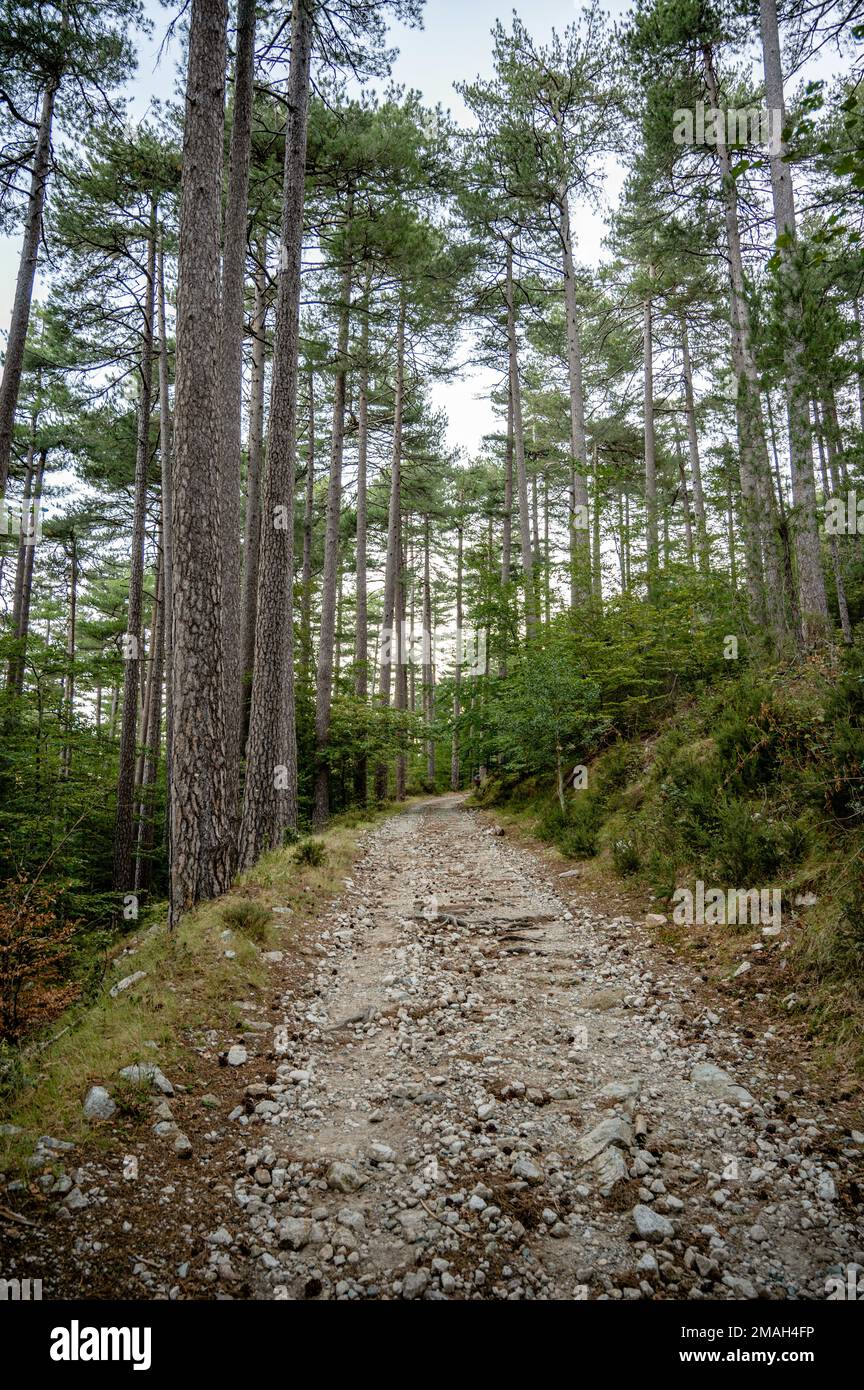 Percorso nella foresta di Vizzavona, GR20, Corsica, Francia Foto Stock