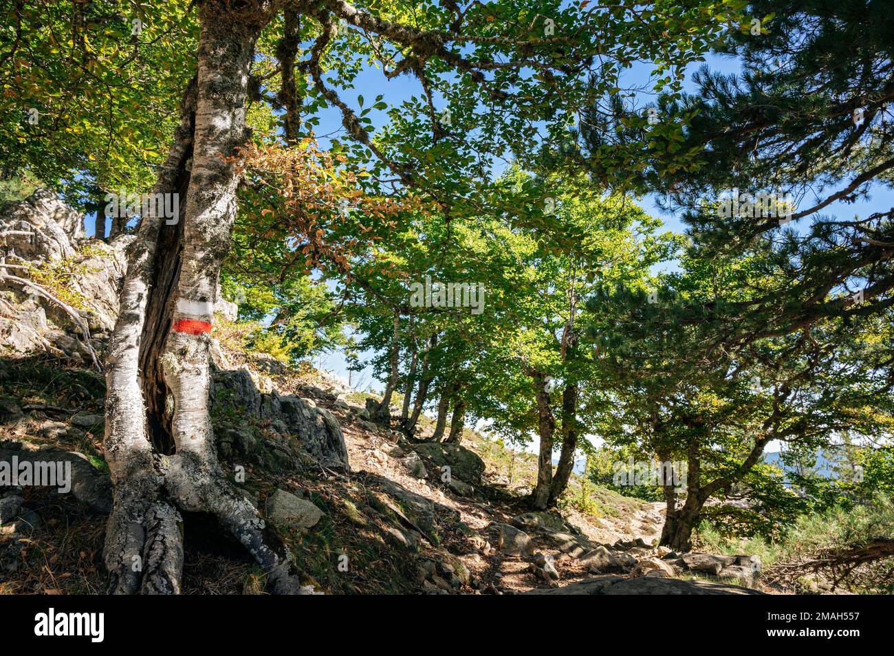 GR20 sentiero nella foresta tra Vizzavona e e Capanelle, GR20, Corsica, Francia Foto Stock
