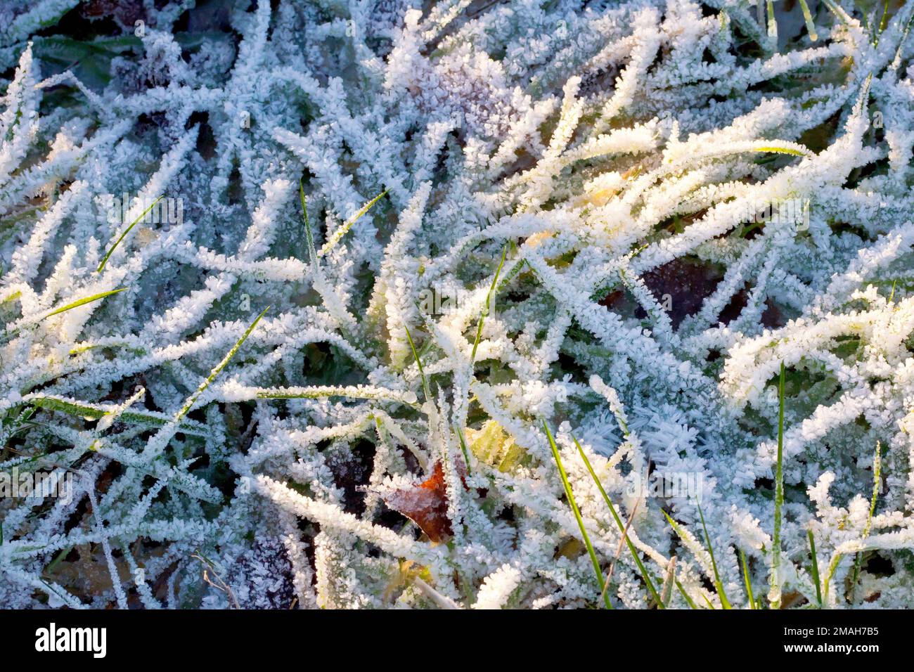 Primo piano che mostra le singole lame di erba pesantemente ricoperte di cristalli di gelo dopo una notte d'inverno estremamente fredda. Foto Stock
