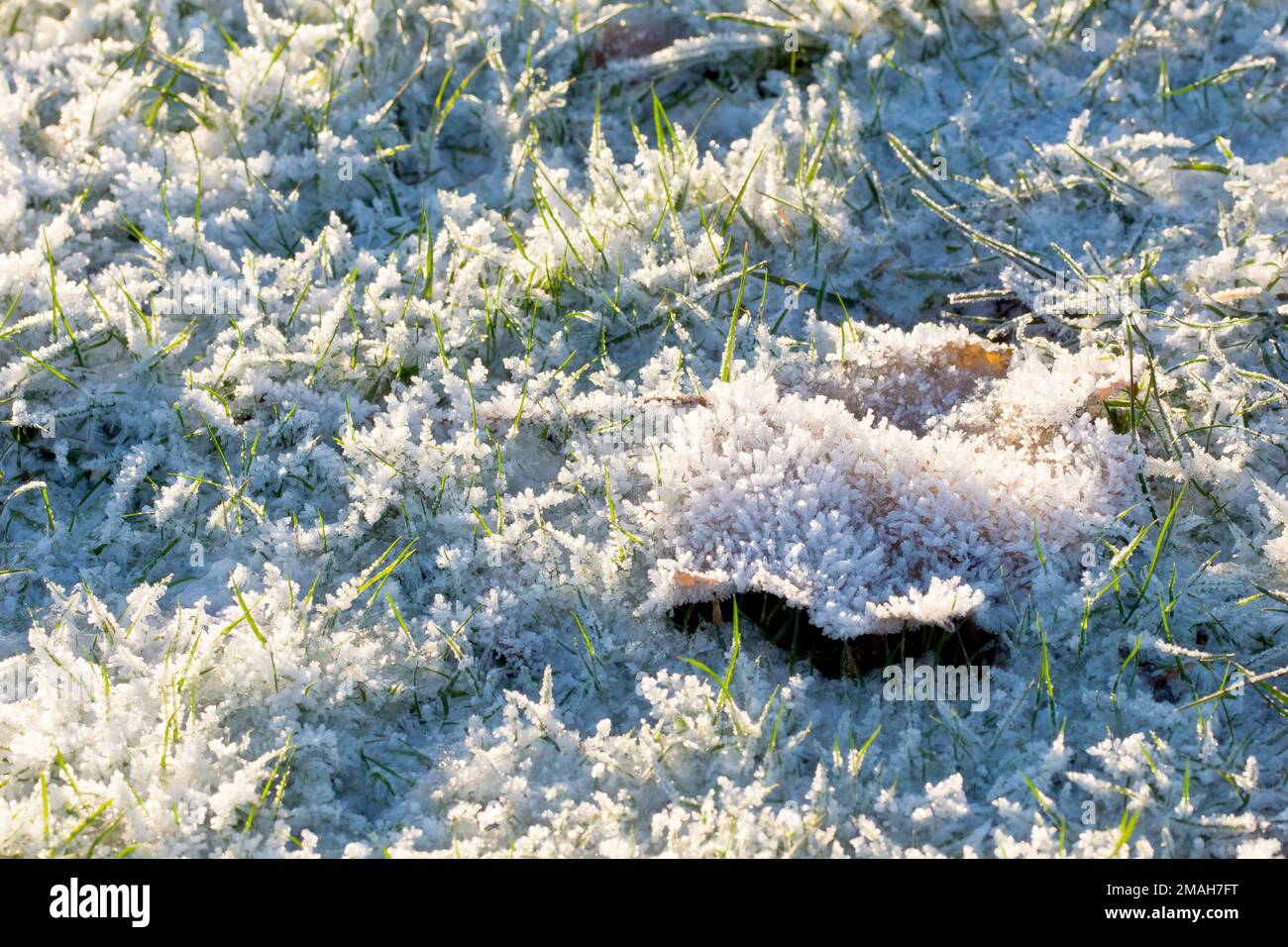Primo piano di una singola foglia adagiata sull'erba ricoperta di brina dopo un paio di notti invernali davvero fredde. Foto Stock