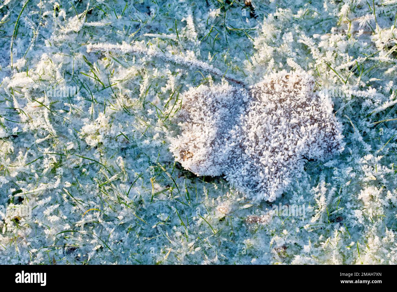 Primo piano di una singola foglia adagiata sull'erba ricoperta di brina dopo un paio di notti invernali davvero fredde. Foto Stock
