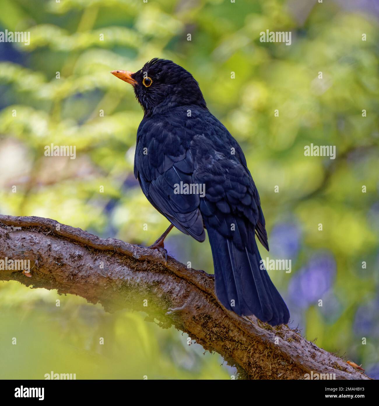Maschio Blackbird sul ramo dell'albero Foto Stock