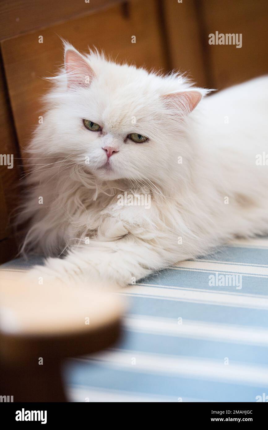 Gatto persiano sdraiato su una panchina Foto Stock