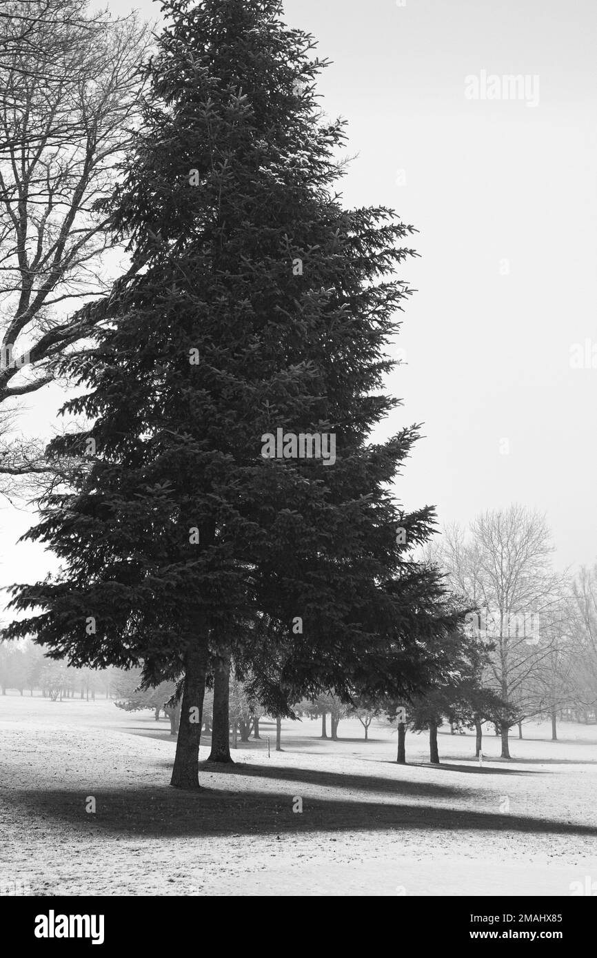 arbres en hiver Foto Stock