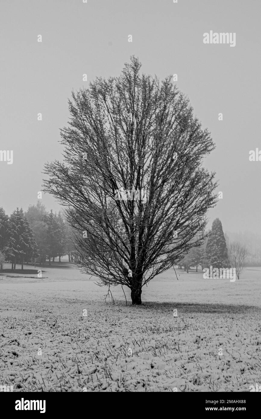 arbres en hiver Foto Stock
