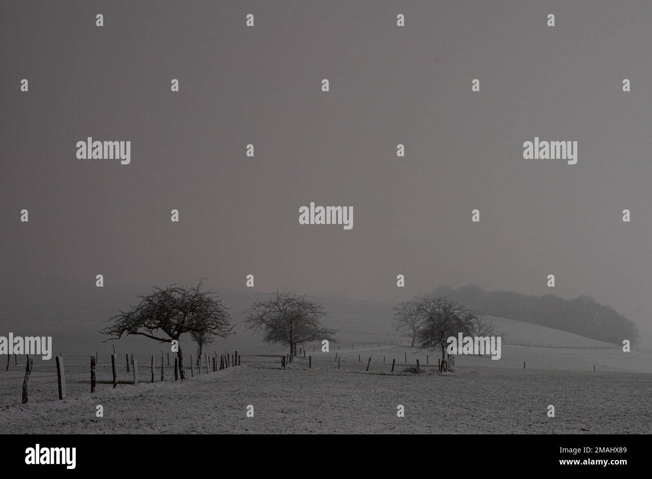 arbres en hiver Foto Stock