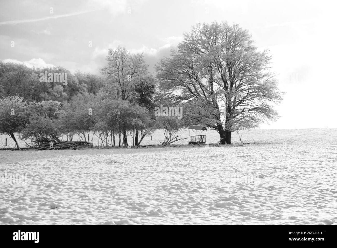 arbres en hiver Foto Stock