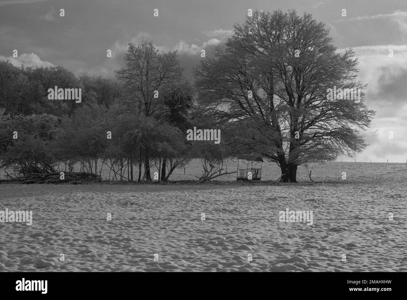 arbres en hiver Foto Stock